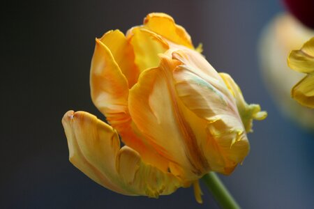 Yellow flower bloom photo