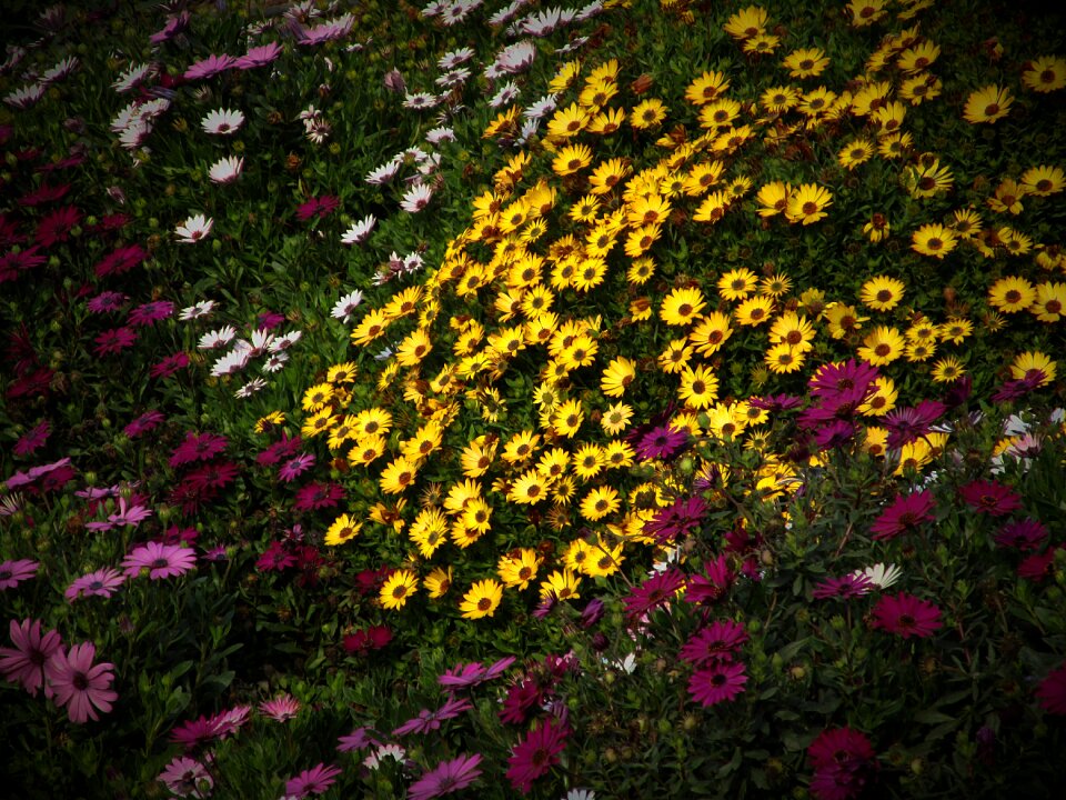 Field of flowers nature yellow flowers