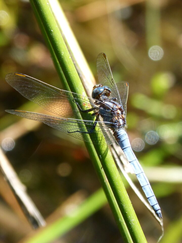 Orthetrum cancellatum stem winged insect