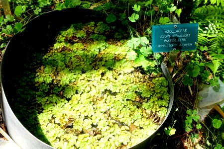 Azolla filiculoides - Mildred E. Mathias Botanical Garden - University of California, Los Angeles - DSC02807