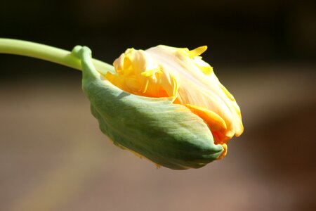 Sprout yellow flower