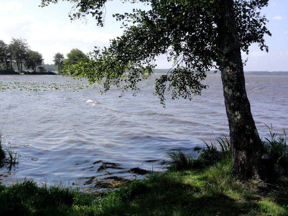 Azur (Landes) étang de Soustons (2)
