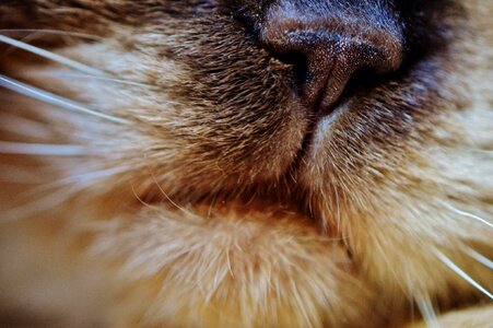 Pet domestic cat cat nose photo