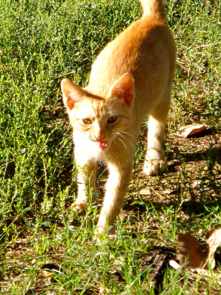 Azkoitia 2012 03