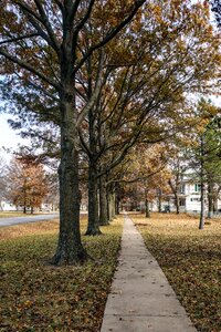 Small town trees line photo