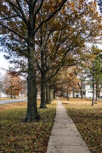 Small town trees line