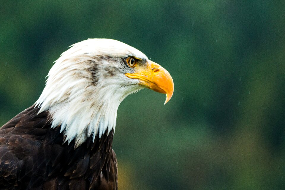 Raptor bird of prey bird