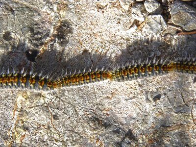 Caterpillar pine row