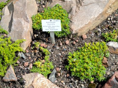 Azorella trifurcata - Palmengarten Frankfurt - DSC01897