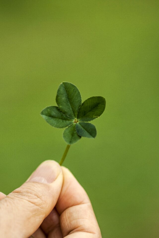 Plants green leaf