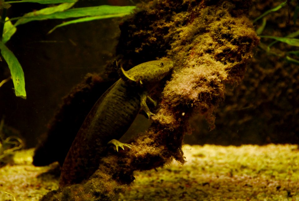 Axolotl Ambystoma mexicanum Aquarium Liège 30012016 2