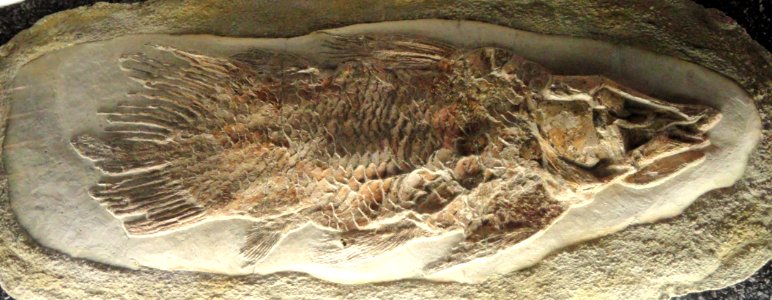 Axelrodichthys araripensis - Naturmuseum Senckenberg - DSC02202