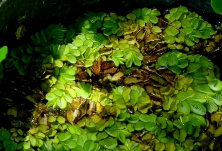 Azolla filiculoides - Mildred E. Mathias Botanical Garden - University of California, Los Angeles - DSC02809