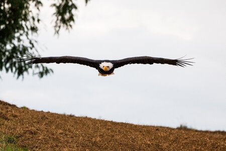 Approach haliaeetus leucocephalus adler