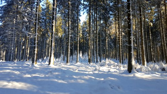 Bérismenil-Forest in snow (4)