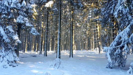 Bérismenil-Forest in snow (1)