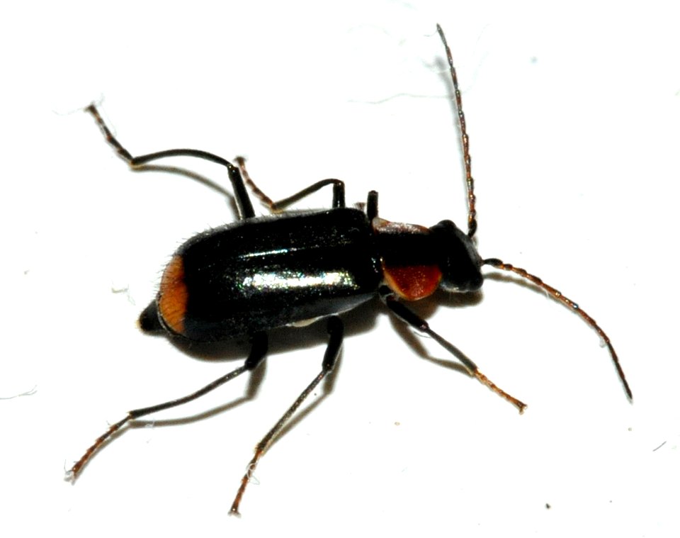 Axinotarsus-pulicarius-03-fws
