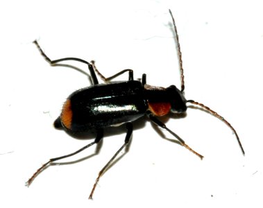 Axinotarsus-pulicarius-03-fws