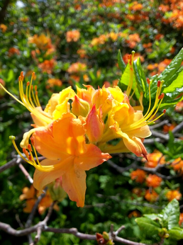 Blooming roan mountain flower