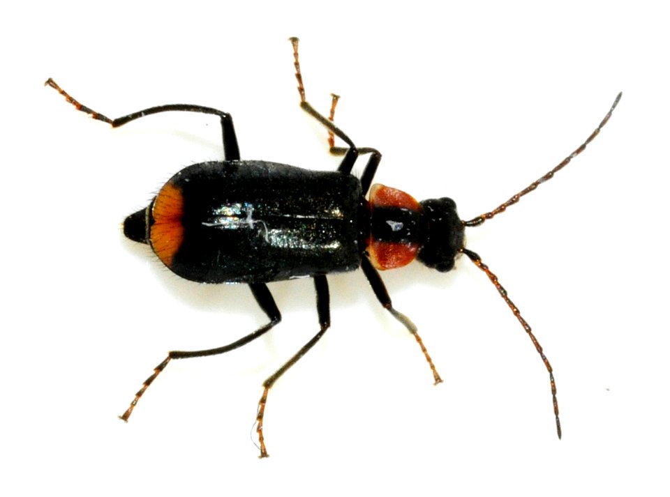 Axinotarsus-pulicarius-07-fws
