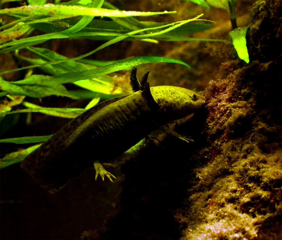 Axolotl Ambystoma mexicanum Aquarium Liège 30012016 1