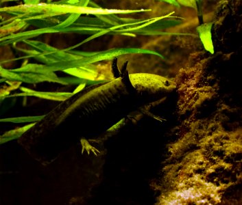 Axolotl Ambystoma mexicanum Aquarium Liège 30012016 1 photo