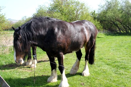 Avon Valley Country Park Shires