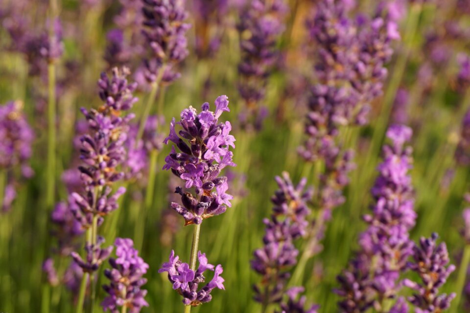 Purple smell garden