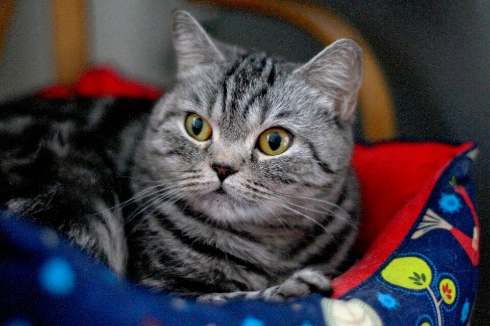 Grey cat view eyes