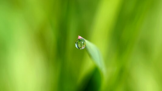 Mirroring drop of water dew