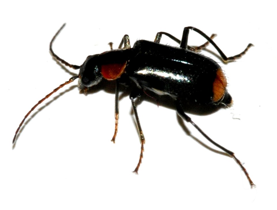 Axinotarsus-pulicarius-04-fws