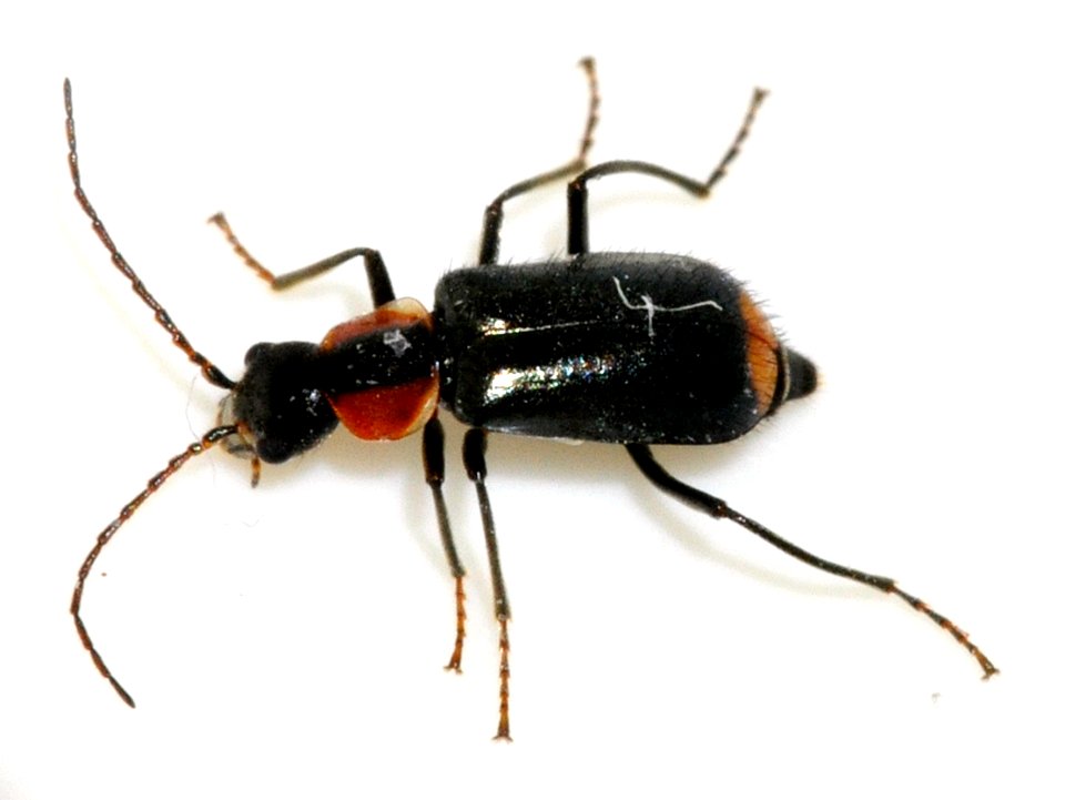 Axinotarsus-pulicarius-01-fws