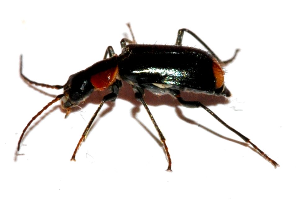 Axinotarsus-pulicarius-05-fws
