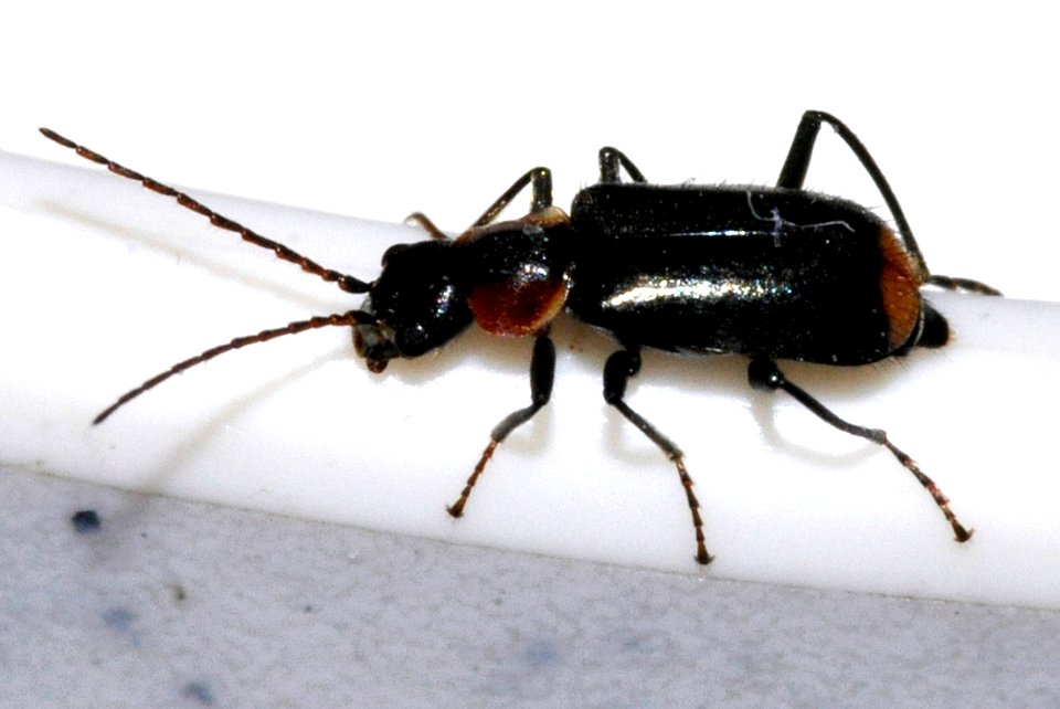 Axinotarsus-pulicarius-08-fws