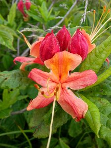 Blooming roan mountains spring
