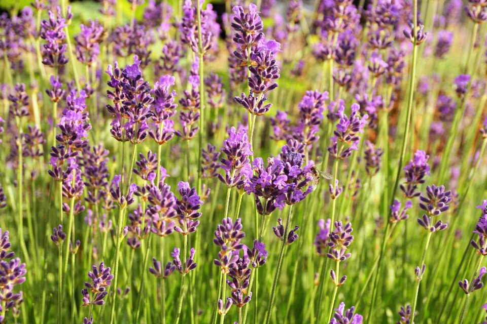 Purple smell garden photo