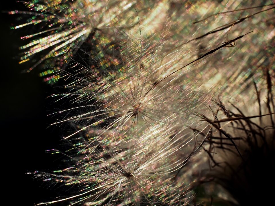 Seeds shining light