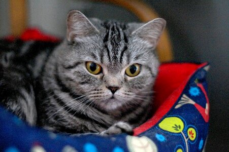 Grey cat view eyes