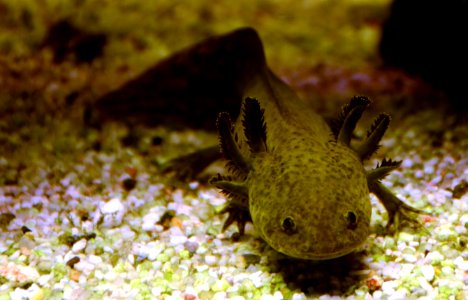 Axolotl Ambystoma mexicanum Aquarium Liège 30012016 3 photo