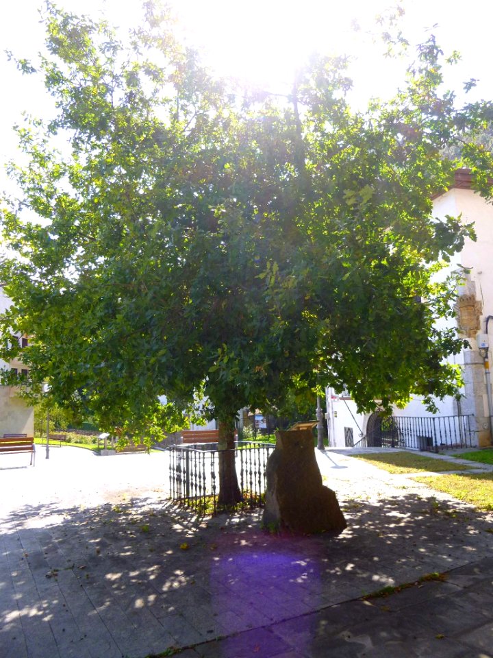 Axpe (Busturia) - retoño del Árbol de Gernika 1