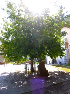 Axpe (Busturia) - retoño del Árbol de Gernika 1