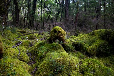 Moss forest nature