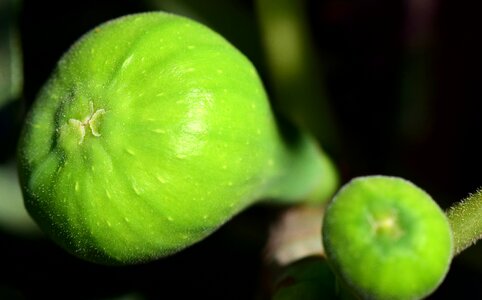 Fig tree fruit real coward