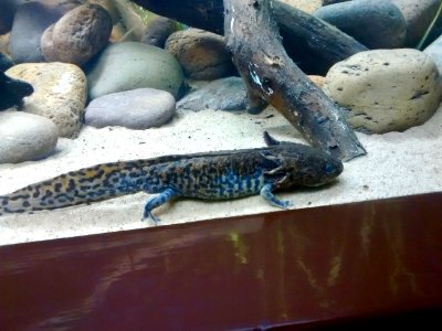 Axolotl in aquarium