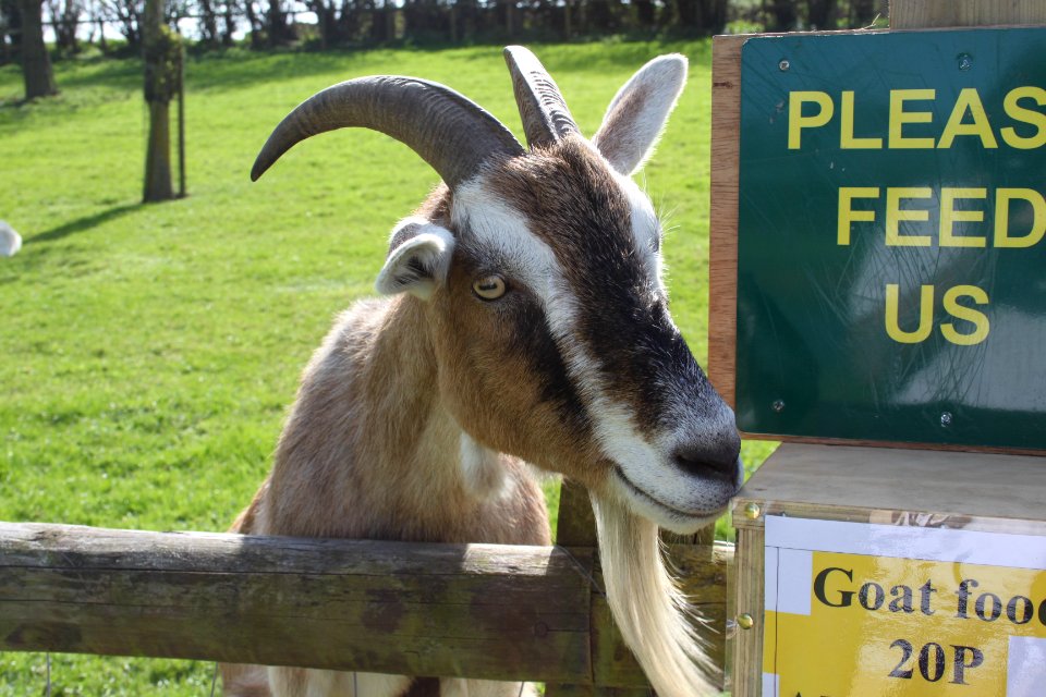 Avon Valley Country Park Goat
