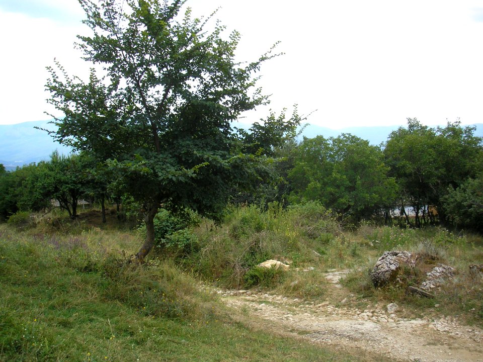Ayirgul 7