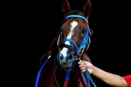 Horse race racehorse thoroughbred photo