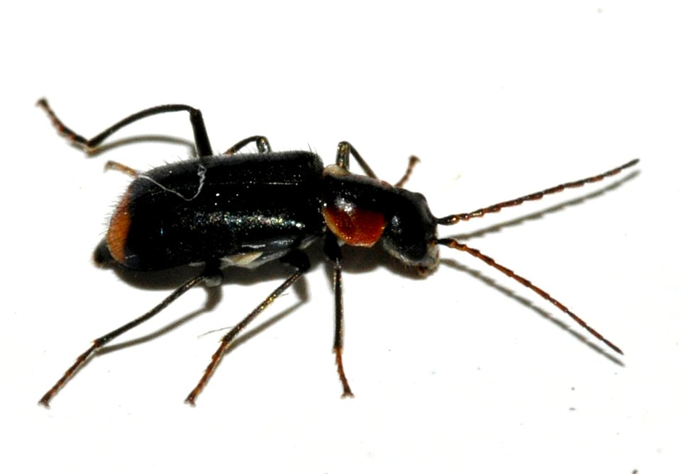 Axinotarsus-pulicarius-09-fws