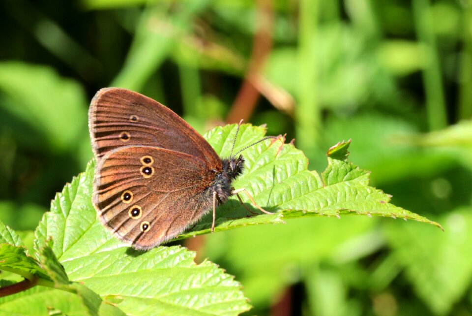 Butterflies chimney sweep satyrinae