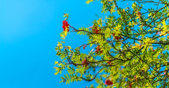 Plant sky tree photo